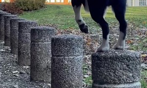 Simba The Parkour Pup