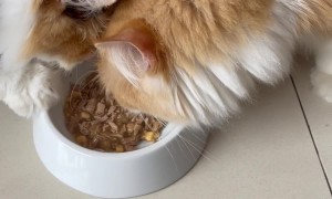 Two Cats Share A Plate