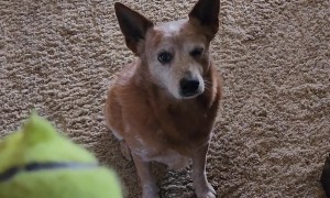 Dog Lick Lips When Toy Squeaks