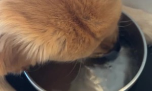 Good Boy Blows Bubbles