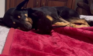 Black Kitten Approaches Big Dog For Cuddles
