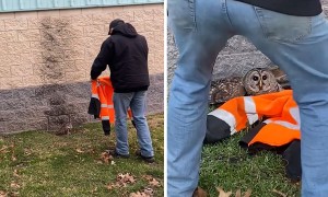 City Workers Use Their Jackets to Rescue Injured Owl