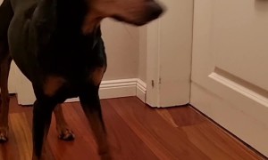 Amelie The Pinscher Tucks Herself In