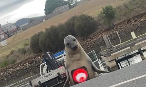 Neil The Seal Plays With Traffic Cone