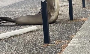 Neil The Seal Tries To Destroy Dunalley