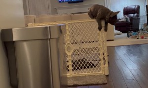 French Bulldog Pup Escapes Pen