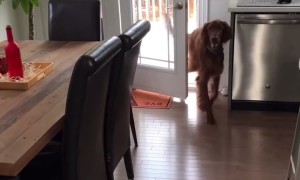 Irish Setter Opens Doors