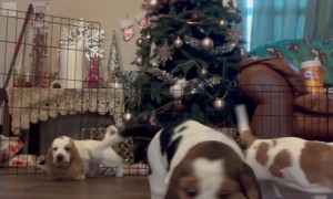 Basset Hound Puppies Lick Camera