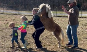 Mini Horse Conga Line