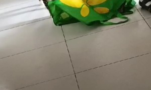 Cat Jumps From Bag To Startle Sibling