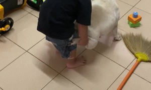 Boy Wheelbarrows French Bulldog