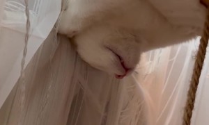 Cat Sleeps On Radiator