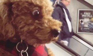 Scared pup is totally not a fan of the metro 