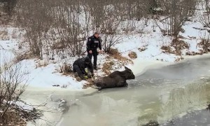 Rescuing A Moose From The River