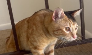 Garfy Finds a New Look in the Fireplace