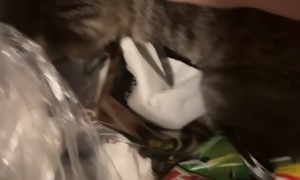 Foster Kitten Snags Trash Pizza