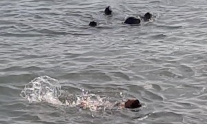 Woman Swims With Sea Lions