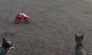 Car Herded By Heelers