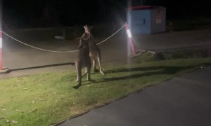 Kangaroo Tussle Turns Into Family Entertainment in Australia