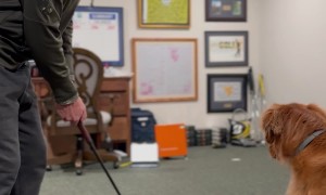 Piper the Golden Retriever Helps Dad Learn to Putt
