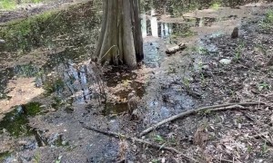 Gently Yoinking a Plain-Bellied Water Snake From a Bald Cypress Tree
