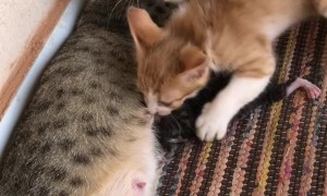 Crazy Kitten Wants Companions