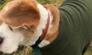Beagle Brothers Wearing Cute Sweaters Embrace the Wind