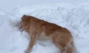 Golden Retriever Tries To Burrow