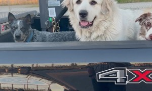 Who Let the Dogs Out