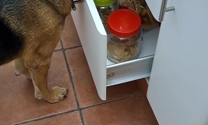 Clever Dog Asks For a Treat