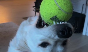 Molly the Derpy Golden Retriever Puppy Plays with Ball
