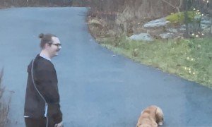 Figgy the Golden Retriever Plays Hide-and-Seek