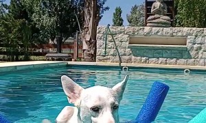 Dog Uses Pool Noodles to Float