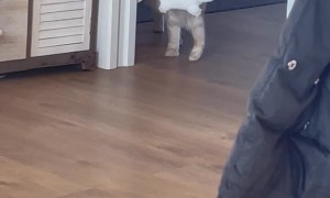 Sudden Ringing Startles Cat