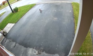 Hawk Attack Caught on Driveway Cam
