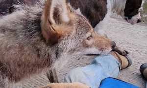 Weave the Coyote Grapples With Stray Dog