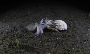 Coconut Octopuses Battle Over Shell