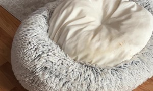 Dog Misunderstands Beds