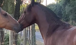 Escaped Horse Ignores Owner