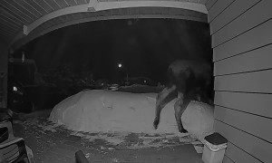 Moose Takes A Shortcut