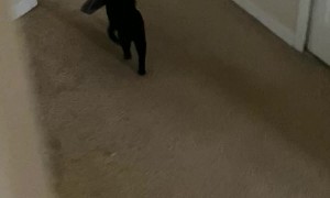 Shop Cat Is Entirely Unhelpful