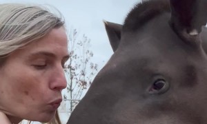 Tapir Kisses