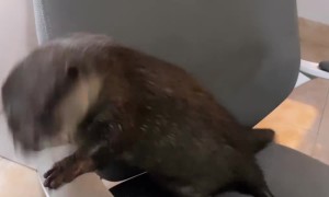Splash the Dancing Otter