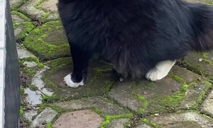 Mouse Turns the Tables on Cat