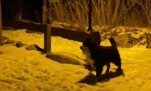 Bernese Mountain Dog Meets Snowman