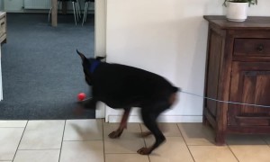 Doberman Goes in Circles Chasing Ball