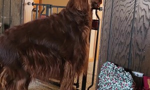 So Much for Pet Gates