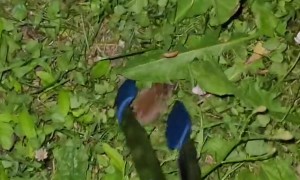 Saving A Mouse From The Cats