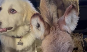 Dogs and Donkey Ride Together In A Truck