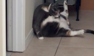 Chunky Cat Has a Hard Time Cleaning Herself